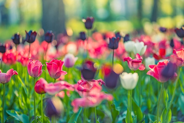 Mooi boeket van roodroze en witte tulpen in de lentenatuur voor ansichtkaartontwerp en webbanner