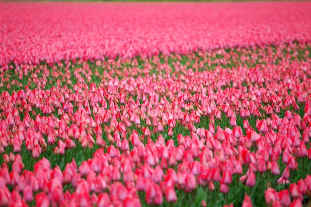 Mooi boeket van roze tulpen