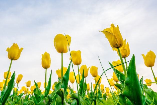 Mooi boeket van tulpen in lentetijd.