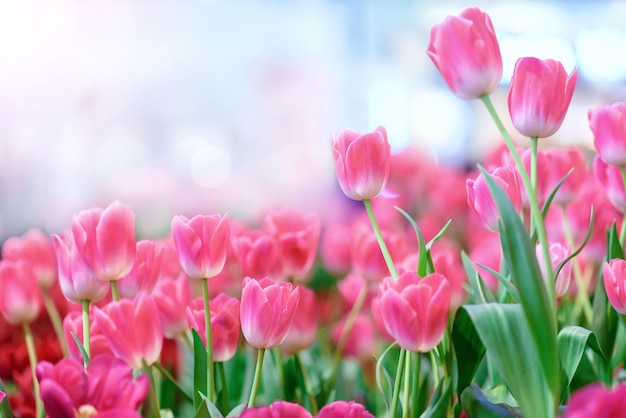 Mooi boeket van tulpenbloem in tuin