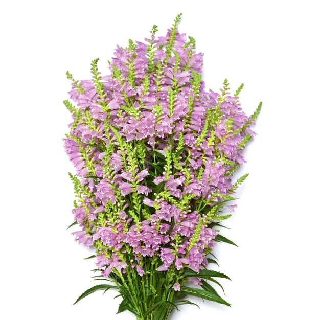 Mooi boeket wilde bloemen Physostegia virginiana geïsoleerd op een witte achtergrond. Zomer. Lente. Plat lag, bovenaanzicht. Roze. Liefde. Valentijnsdag