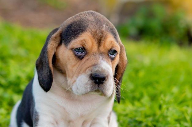 Mooi brakpuppy op het groene gras