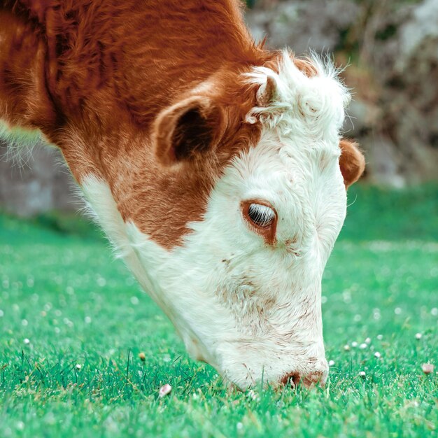 mooi bruin koeportret in de wei