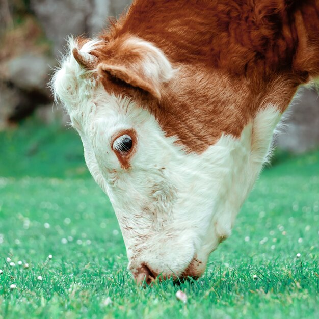 Mooi bruin koeportret in de weide landelijke scène