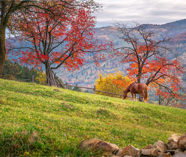 Mooi bruin paard in de herfstlandschap met rode bomen