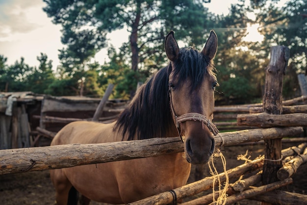 Mooi bruin paard in de paddock Portret van een paard