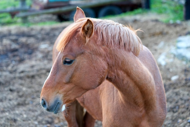 Mooi bruin paard in de stal close-up in een zonnige dag