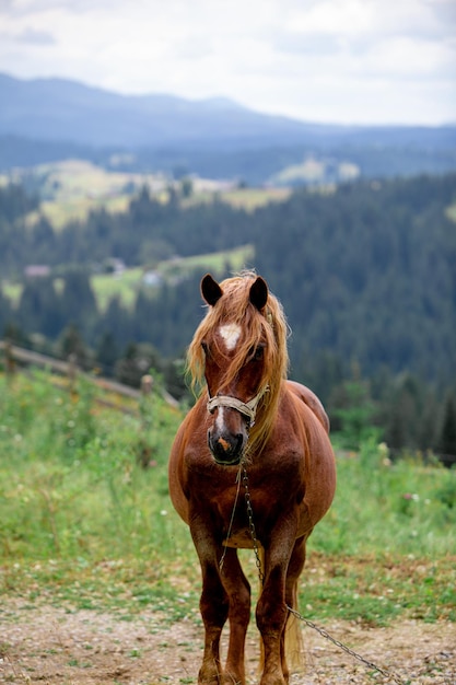 Mooi bruin paard in ingediende bergen op achtergrondplatteland