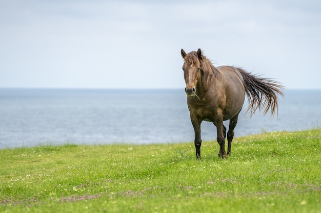 Mooi bruin paard op het grasveld