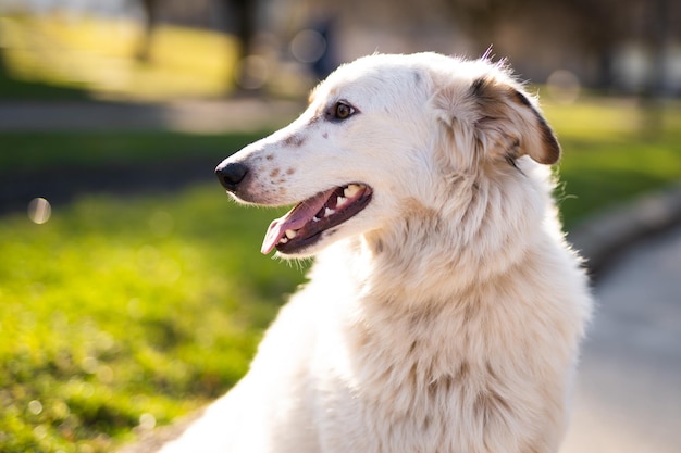 Mooi close-upportret van een hond