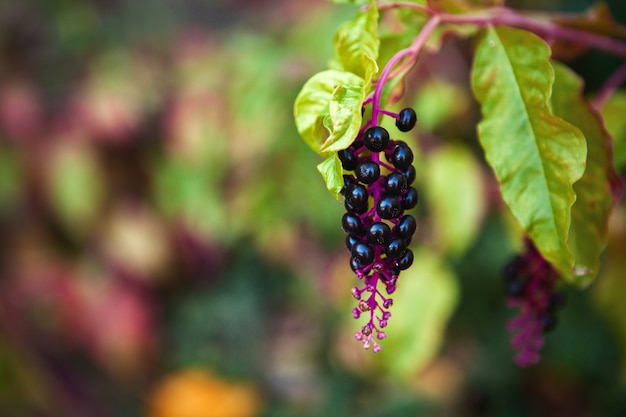 Mooi cluster van herfstfruit