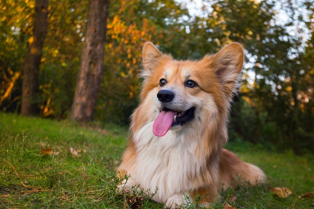 Mooi corgi pluizig portret in de buitenlucht. herfst