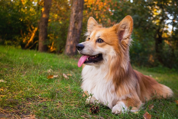 Mooi corgi pluizig portret in de buitenlucht. herfst