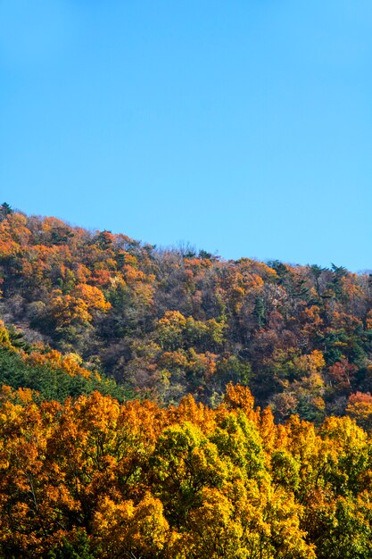 Mooi de herfstlandschap op een zonnige dag