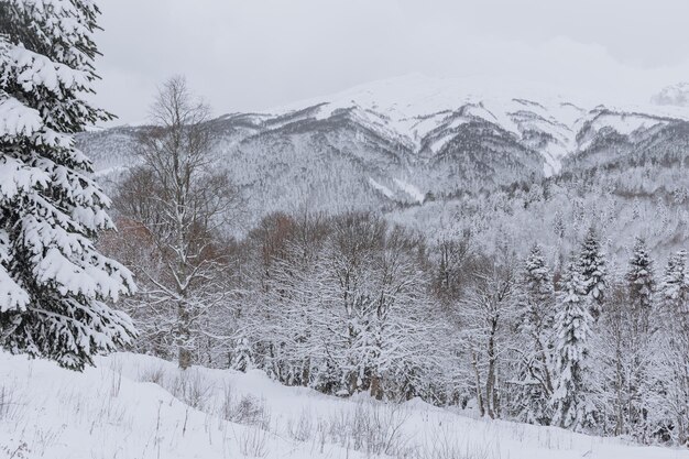 Mooi de winterlandschap met sneeuw behandelde bomen