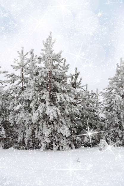 Mooi de winterlandschap met sneeuw behandelde bomen