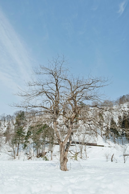 Mooi de winterlandschap op een zonnige dag