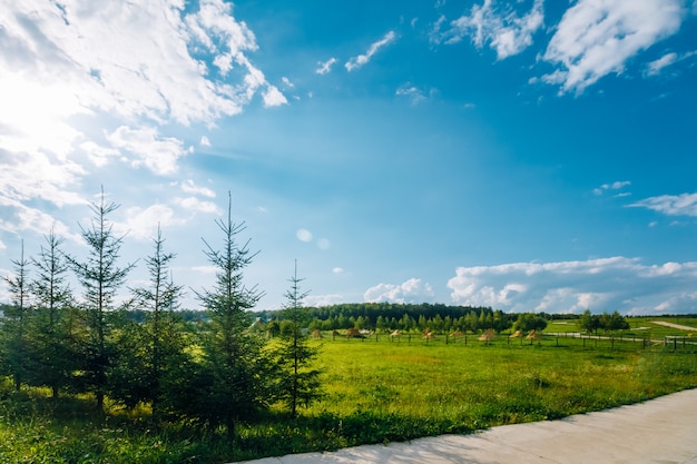 Mooi de zomerlandschap met pijnboombomen