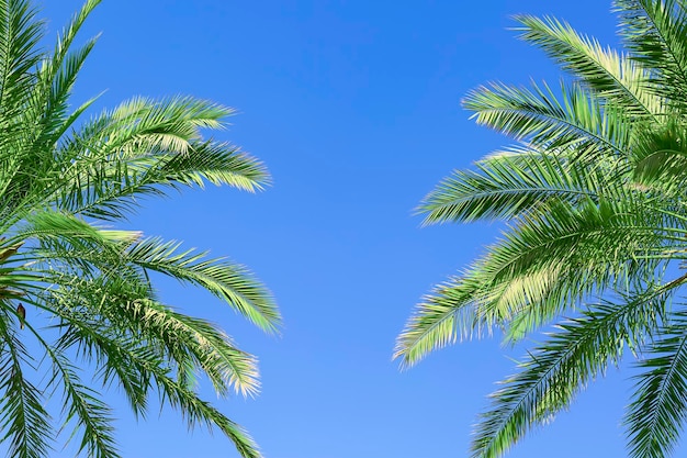 Mooi deel van palmbladeren tegen de duidelijke blauwe hemelachtergrond Een tak tegen mooie tropische hemel Zomermalplaatje Framecollage van palmverlof exemplaarruimte in de middengrens