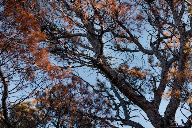 Foto mooi detail in wild bos