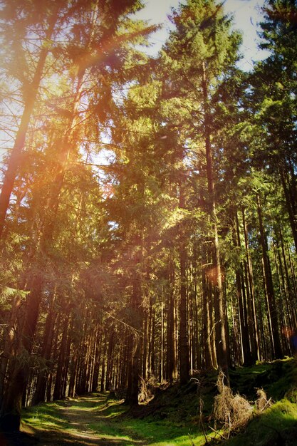 Mooi dromerig groen bos in natuurfoto