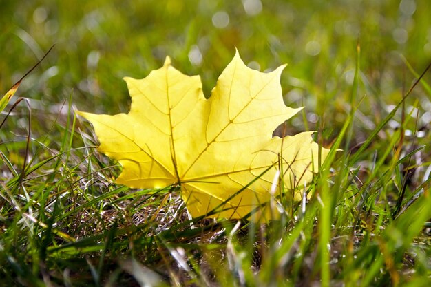 Mooi en kleurrijk herfst natuurlandschap