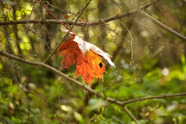 Mooi en kleurrijk herfst natuurlandschap