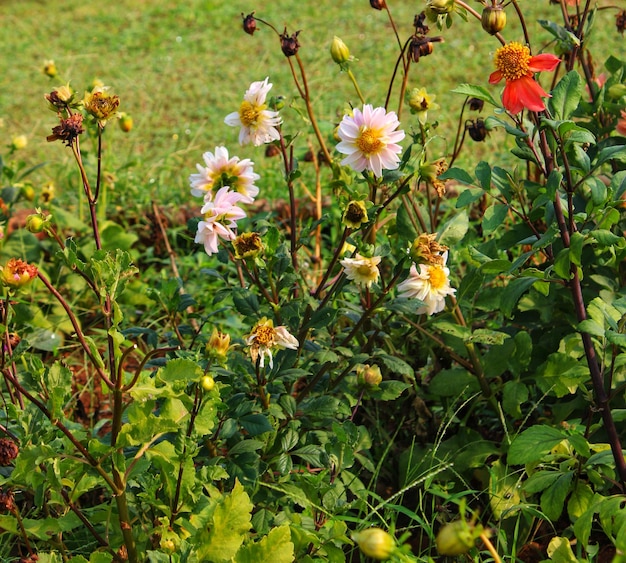 Mooi en mooi bloemenveld