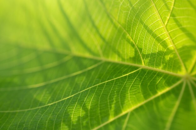 Mooi fris groen blad in de natuur. Macrofotografie.