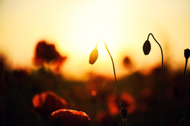 Mooi gebied van rode papavers in het zonsonderganglicht