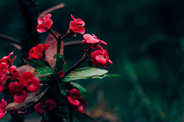 Foto mooi gebladerte in donkergroene en rode kleur druppels water op rode bloemen en blad close-up