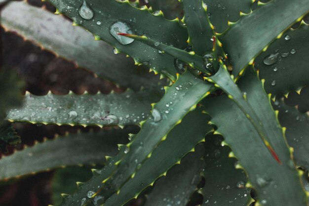 Foto mooi gebladerte in donkergroene kleur druppels water blad op aloë vera blad close-up natuur achtergrond voor uw ontwerp