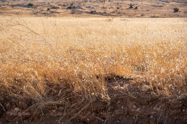 Mooi geel grasveld in het dorp