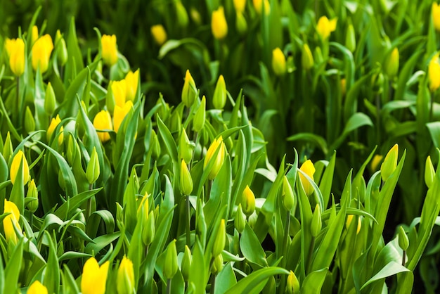 Mooi geel tulpenbed van dichtbij in de kas