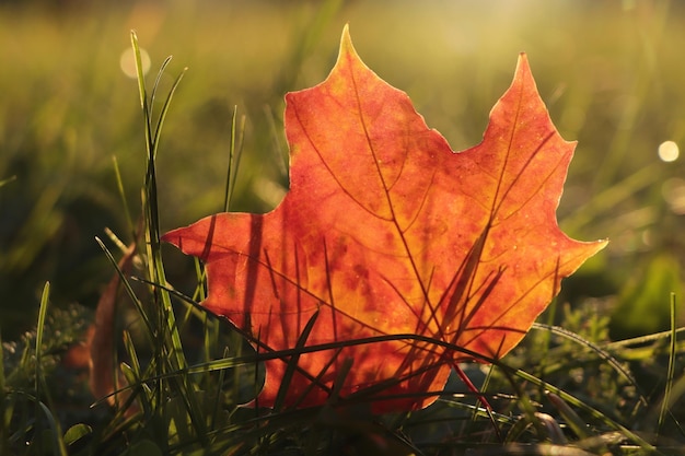 Mooi gevallen blad tussen groen gras buiten op zonnige herfstdag close-up