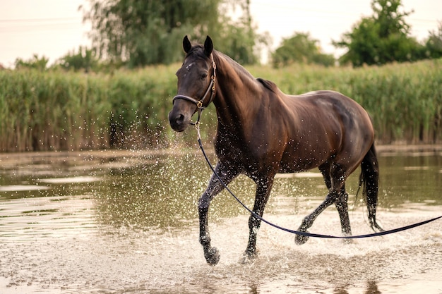 Mooi goed verzorgd donker paard voor een wandeling langs het meer. Een paard loopt op water. Kracht en schoonheid