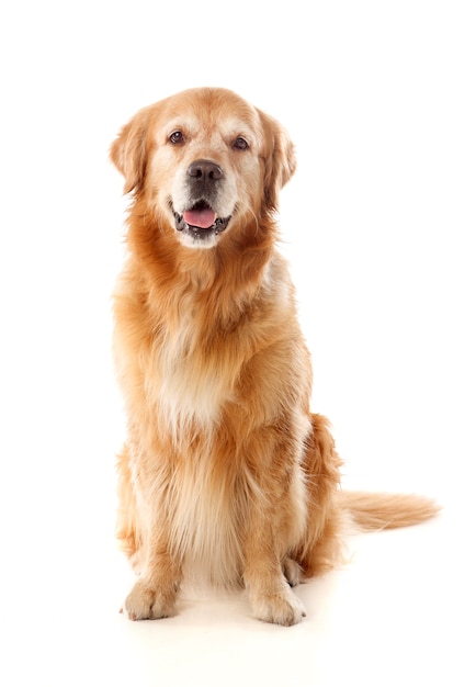 Mooi Golden Retriever hondenras