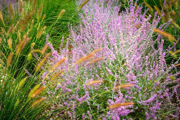 Mooi gras in de bloei in de zomer, levendig groen met bloemen met paarse violette toon.