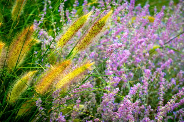 Mooi gras in de bloei in de zomer, levendig groen met bloemen met paarse violette toon.