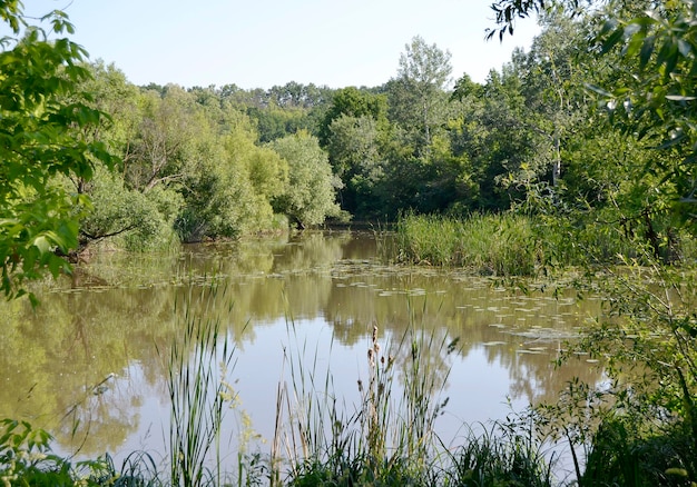 Mooi gras moeras riet groeien op de kust reservoir op het platteland om gekleurde achtergrond fotografie bestaande uit wild gras moeras riet bij nat water gras lang moeras riet uit de natuurlijke natuur