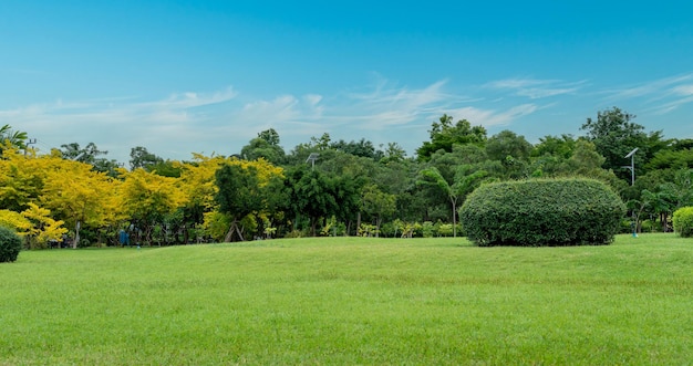 Foto mooi grasveld en boom met blauwe hemel landschap op de achtergrond