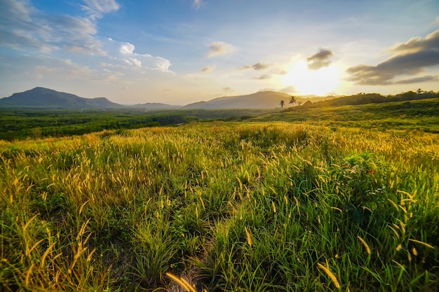 Mooi grasveld