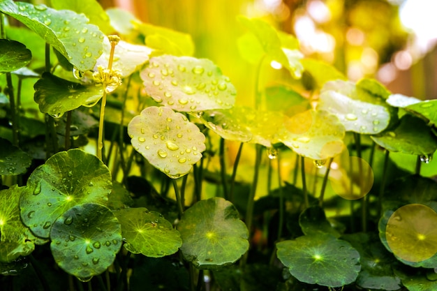 Mooi groen Asiatica-blad met zonlicht en waterdruppeltjes.