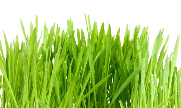 Mooi groen gras isolted op wit