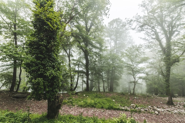 Mooi groen landschap van mistig hout