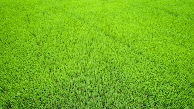 Mooi groen padieveld in noordelijk van Thailand