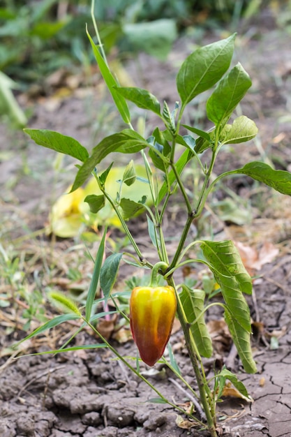 Mooi groot groeiend paprika'sclose-up. Verse, sappige pepers op de takken