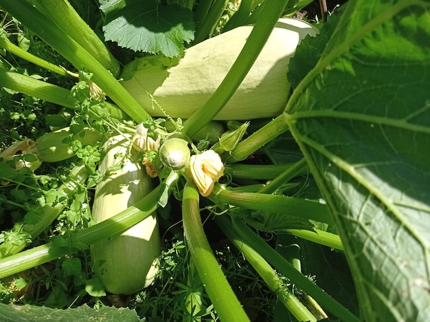 mooi, helder, fruit, groentemerg, verlicht, helder, door de zon, in de tuin