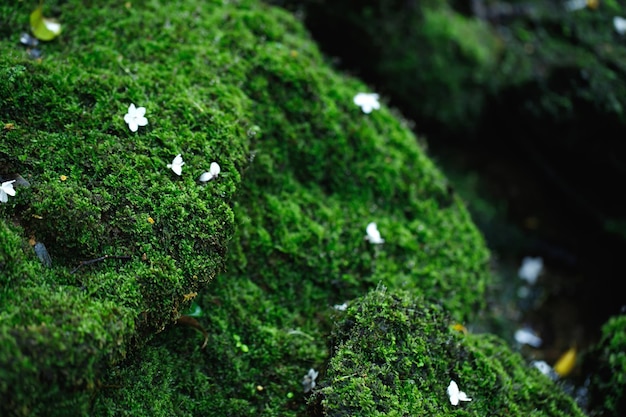 Mooi heldergroen mos volwassen bedekken de ruwe stenen en op de vloer in het bos Show met macroweergave Rotsen vol met de mostextuur in de natuur voor behang soft focus