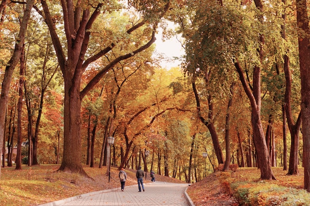 Mooi herfst park in zonlicht